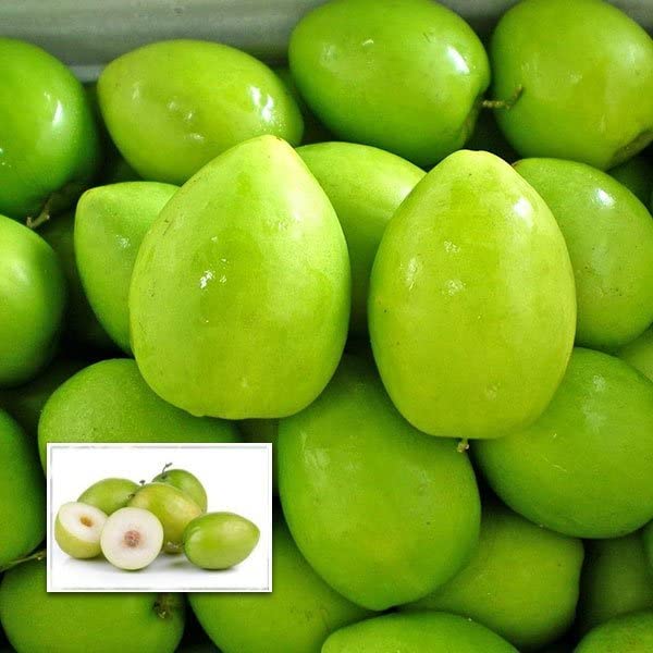 Jujube Green Apple Ber Kul Variety variety Grafted Fruit Plants & Tree (1-2 Feet Size)