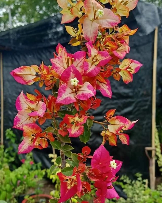 Sufia Indian Bougainvillea Kagoj Ful Shrubs Grafted Flower Plants & Tree(1-2 Feet Size)