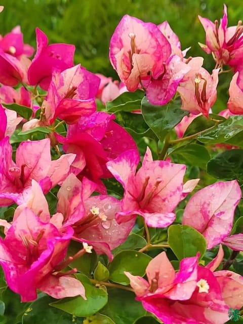 Red September Bougainvillea Kagoj Ful Shrubs Grafted Flower Plants & Tree(1-2 Feet Size)
