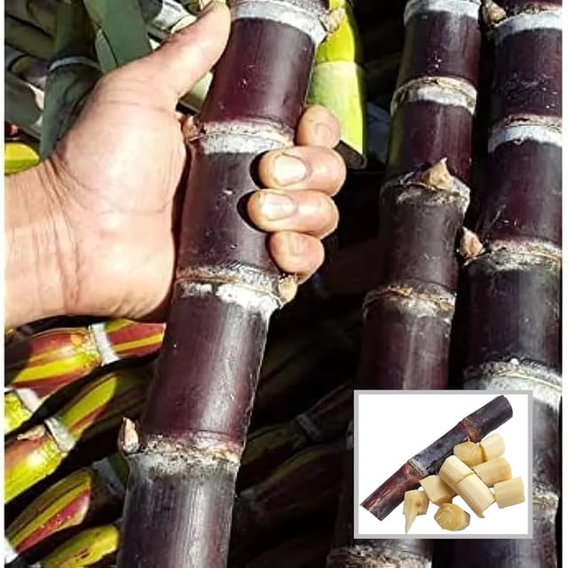 Filipino Soft Black Sugarcane Ganna plant (2-3 Feet Height)