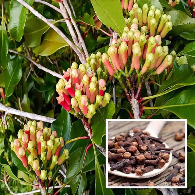 Lavanga Clove Spice Plant (1.5-3 Feet Height)
