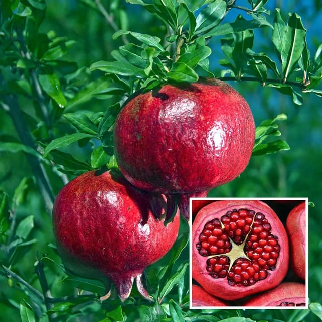 Pomegranate Granada Variety Fruit (Air Layering/Grafted) Anar Plants & Tree(1.5-3 Feet Size) Pomegranate Granada Variety Fruit (Air Layering/Grafted) Anar Plants & Tree(1.5-3 Feet Size)