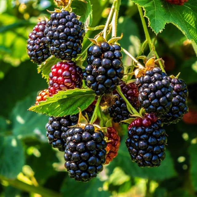 Blackberry Fruit variety Climbing Plants & Tree