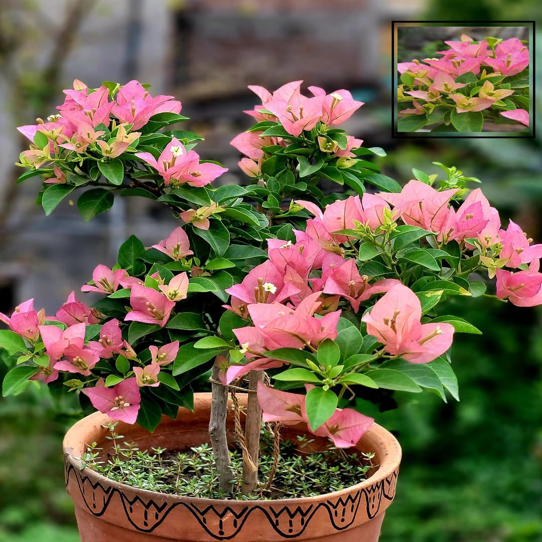 Multicolor Grafted Premium & Elegant Bougainvillea Flower Plant (1–2 Feet)