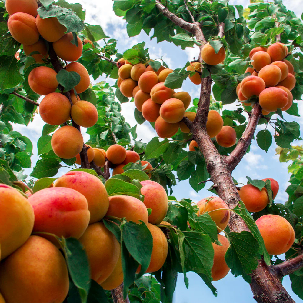 Apricot Variety Fruit (Air Layering/Grafted) Plants & Tree(1.5-3 Feet Size)