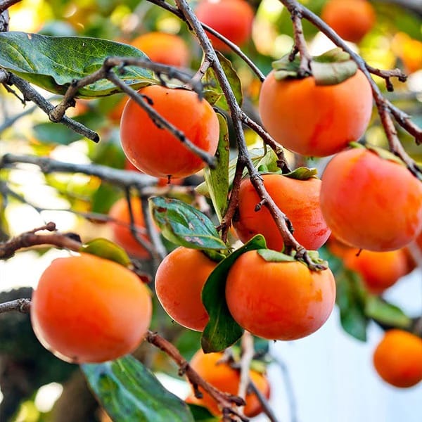 Eureka Persimmon Variety Fruit Grafted Plants & Tree(2-3 Feet Size) Eureka Persimmon Variety Fruit Grafted Plants & Tree(2-3 Feet Size)