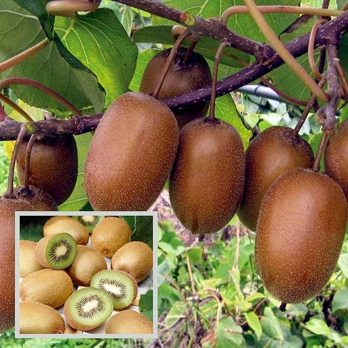 kiwi Allison Variety Fruit Grafted Plants & Tree(1.5-3 Feet Size)