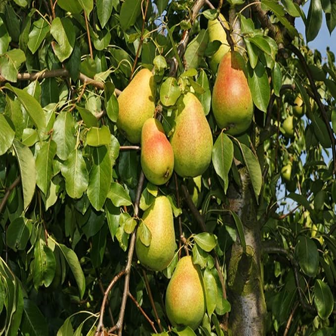 Pear Pyrus Communis Nashpati Variety Fruit (Air Layering/Grafted) Plants & Tree(1.5-3 Feet Size)