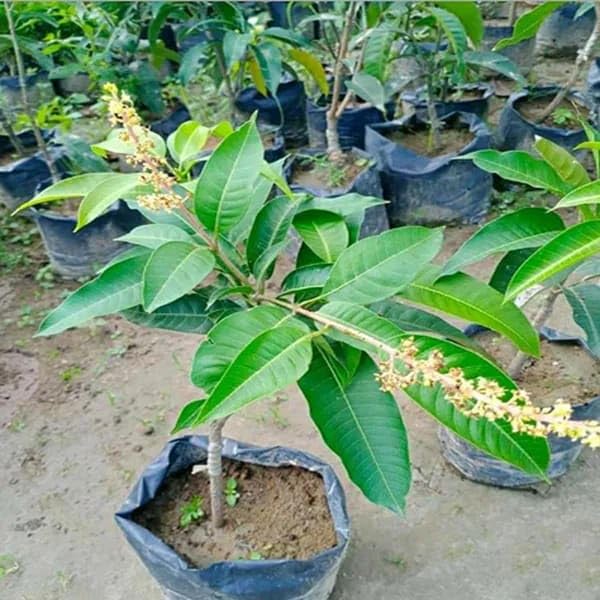 Thai All Time Variety Grafted Mango Aam Fruit Plant & Tree(1.5-3 Feet Size)