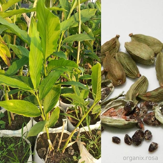 Elaichi Cardamom Spice Plants & Tree(1-2 Feet Size) Elaichi Cardamom Spice Plants & Tree(1-2 Feet Size)