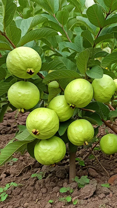 Guava Thai Golden 8 Amrood Variety Fruit (Air Layering/Grafted) Plants & Tree(1.5-3 Feet Size)