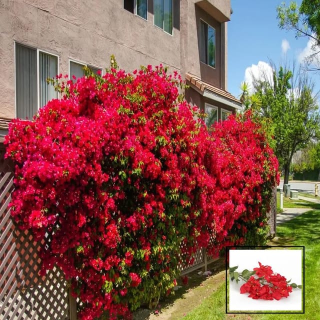 Red Colour Bougainvillea Kagoj Ful Shrubs Flower Plants & Tree(1-2 Feet Size)