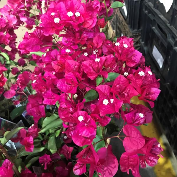 Pink Colour Bougainvillea Kagoj Ful Shrubs Flower Plants & Tree(1-2 Feet Size)