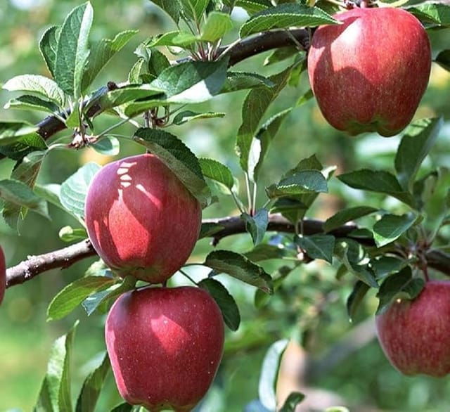 Apple Tropic Sweet Low Chill Variety Grafted Seb Fruit Plants & Tree(1.5-3 Feet Size)