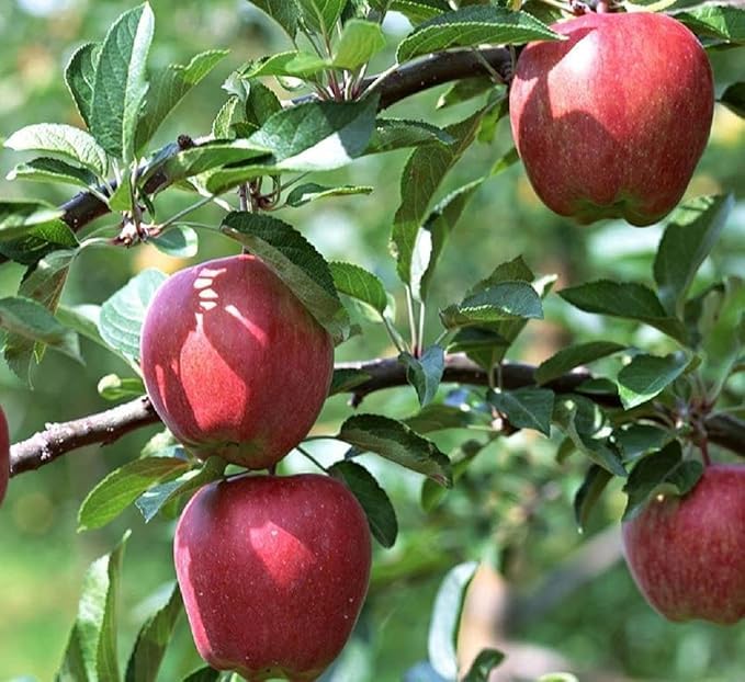 Apple Tropic Sweet Low Chill Variety Grafted Seb Fruit Plants & Tree(1.5-3 Feet Size)