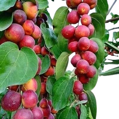 Jujube Red Sundari Apple Ber Kul Variety variety Grafted Fruit Plants & Tree (1-2 Feet Size)