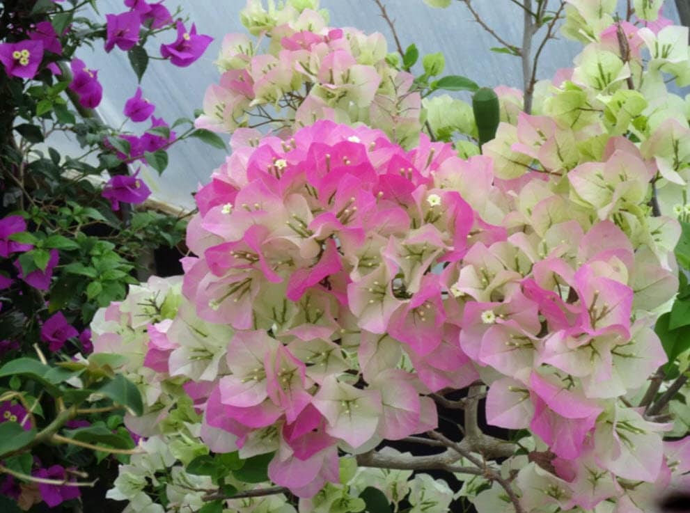 Thai Delight Bougainvillea Kagoj Ful Shrubs Grafted Flower Plants & Tree(1-2 Feet Size)