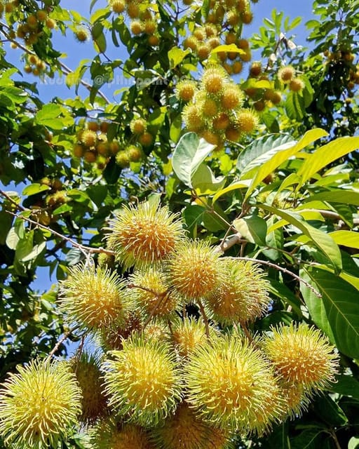 Rambutan E35 Variety Fruit Grafted Plants & Tree(1.5-3 Feet Size)