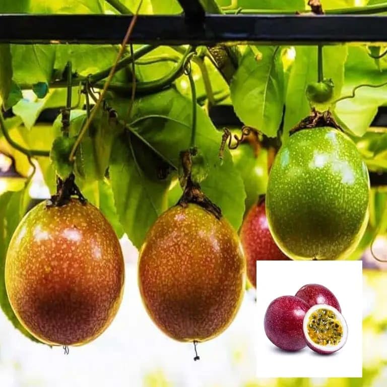 Passion Fruit variety Climbing Plants & Tree