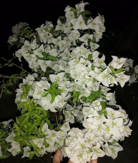 Miss Alica Bougainvillea Kagoj Ful Shrubs Grafted Flower Plants & Tree(1-2 Feet Size)