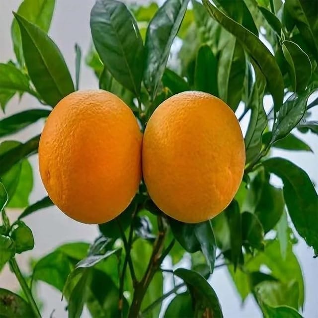 Bhutani Chataki Orange Variety Grafted Santra Fruit Plants & Tree(1-2 Feet Size)