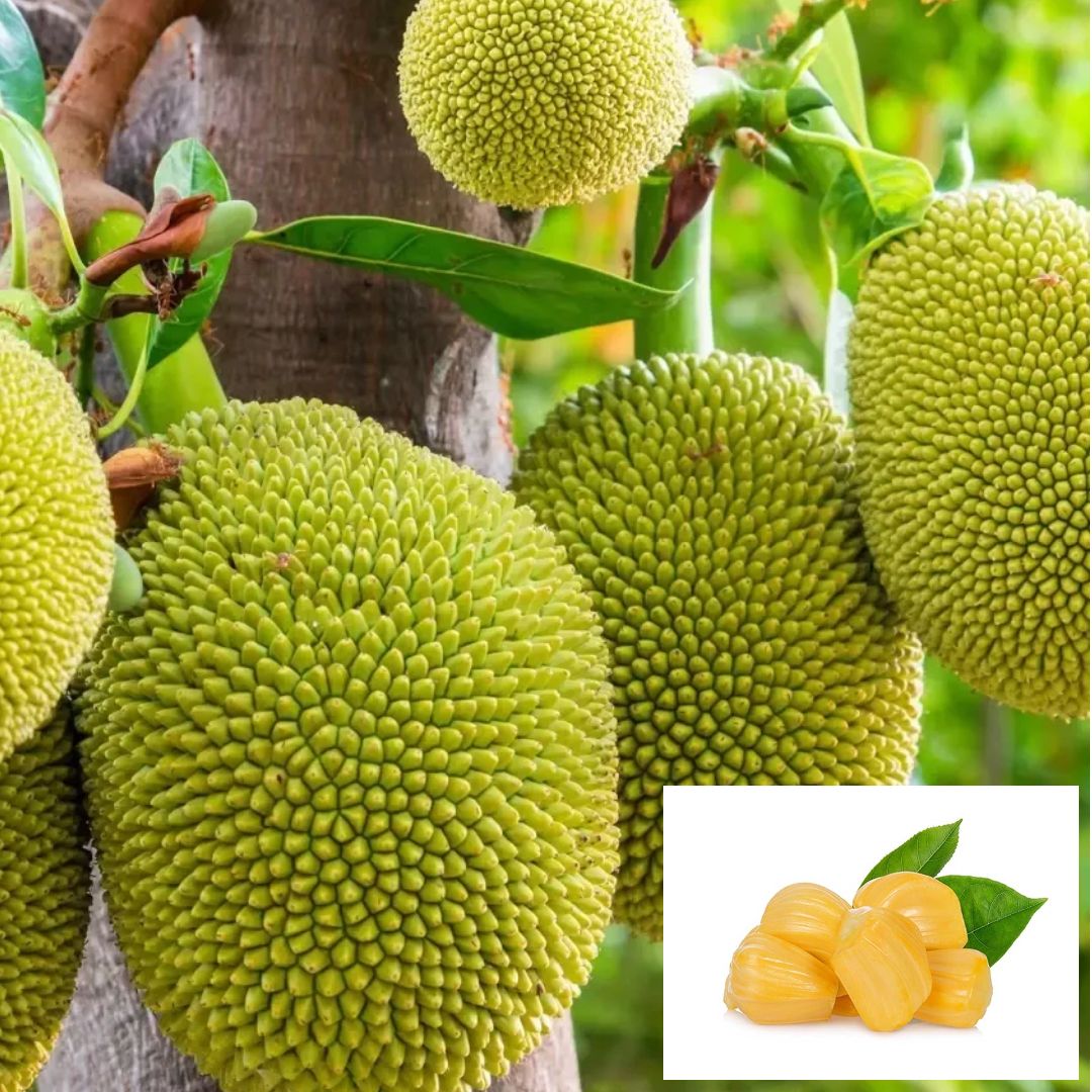 Jackfruit Thai All Season Varikka Katahal Panasa Chakka variety Grafted Fruit Plants & Tree (1.5-3 Feet Size)