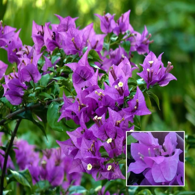 Purple color Bougainvillea Kagoj Ful Flower Plant (1-2 Feet Height) Purple color Bougainvillea Kagoj Ful Flower Plant (1-2 Feet Height)