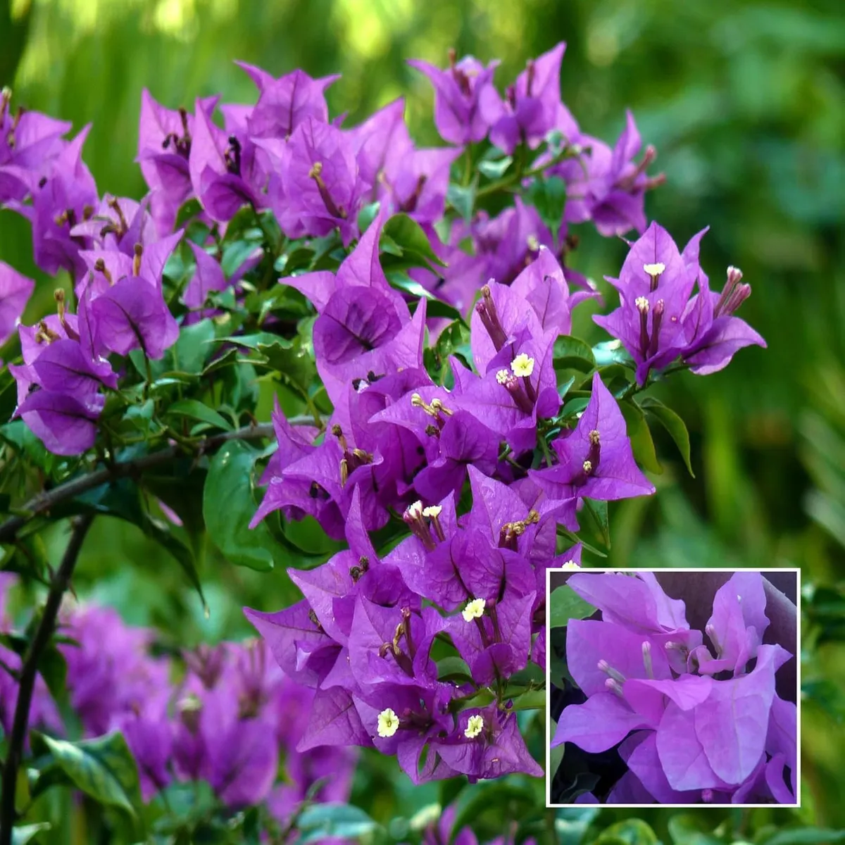 Purple color Bougainvillea Kagoj Ful Flower Plant (1-2 Feet Height)
