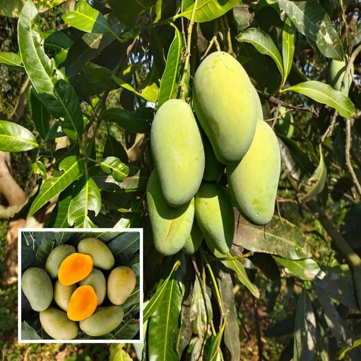 Mango Amrapali Variety Grafted Aam Fruit Plants & Tree(1.5-3 Feet Size)