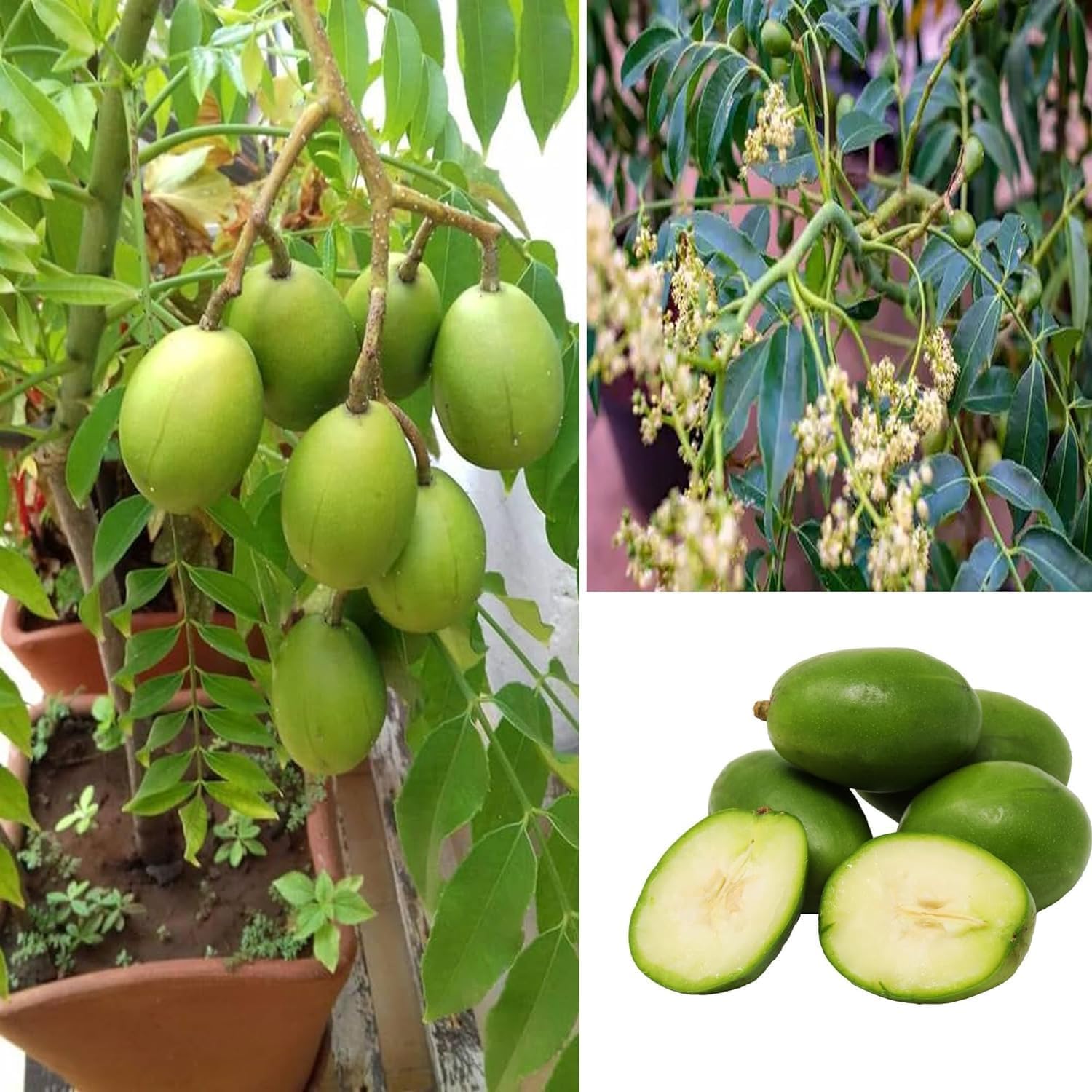 Bilati Amra Ambarella Spondias Mombin All Time Fruit Grafted Plants & Tree(1.5-3 Feet Size)