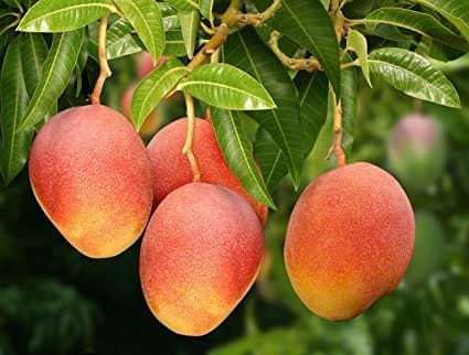 Mango Sindhu Seedless Variety Grafted Aam Fruit Plants & Tree(1.5-3 Feet Size)