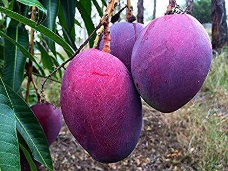 Thailand Purple Mango Aam Grafted Fruit Plant (1.5-3 Feet Height)
