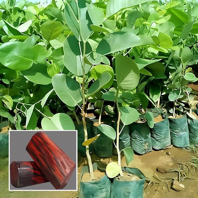 Red Sandalwood Chandan Avenue Plant (1.5-3 Feet Size)