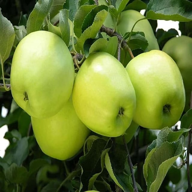 Apple Granny Smith Green Variety Grafted Seb Fruit Plants & Tree(1.5-3 Feet Size)