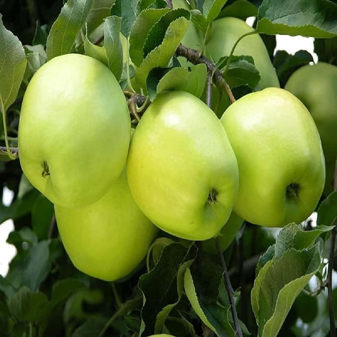 Apple Granny Smith Green Variety Grafted Seb Fruit Plants & Tree(1.5-3 Feet Size)