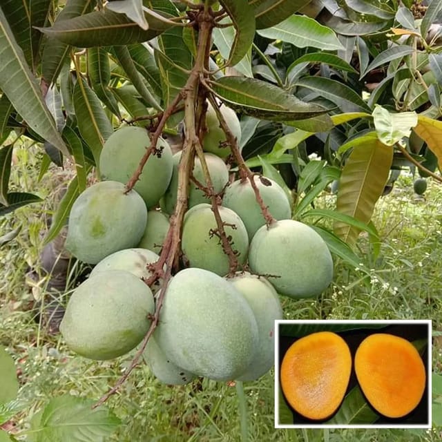 Malgova Mulgoba Variety Grafted Mango Aam Fruit Plants & Tree(1.5-3 Feet Size) Malgova Mulgoba Variety Grafted Mango Aam Fruit Plants & Tree(1.5-3 Feet Size)