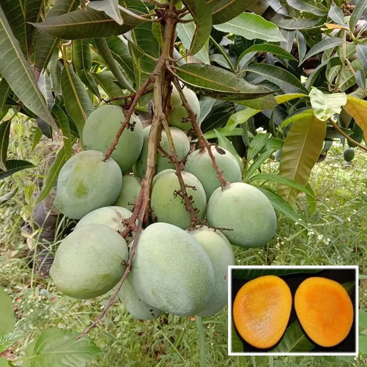 Malgova Mulgoba Variety Grafted Mango Aam Fruit Plants & Tree(1.5-3 Feet Size)