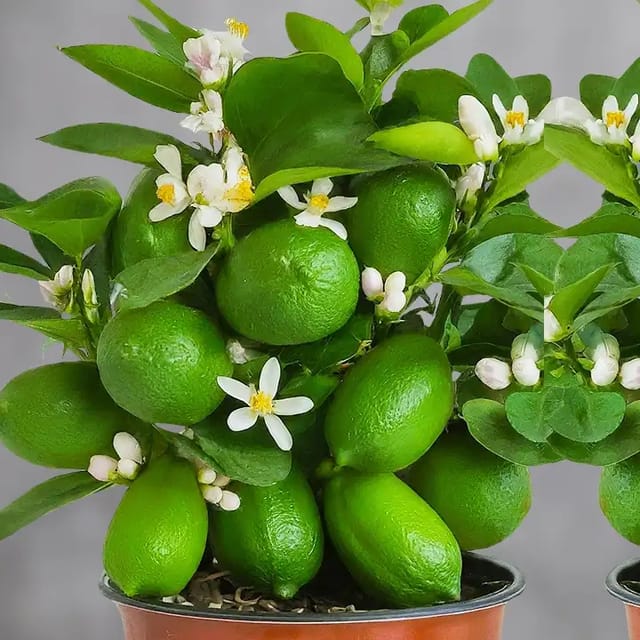 Nimbu Gandharaj Aroma king Lemon Nimbu Layering/Grafted Fruit Plant (1-2 Feet Height) Nimbu Gandharaj Aroma king Lemon Nimbu Layering/Grafted Fruit Plant (1-2 Feet Height)