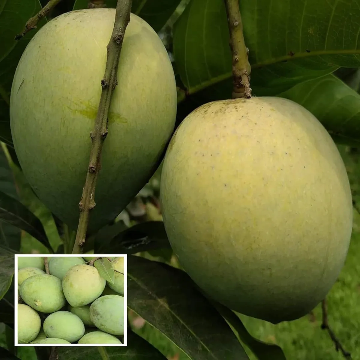Mango Bangladesh Haribhanga Variety Grafted Aam Fruit Plants & Tree(1.5-3 Feet Size)