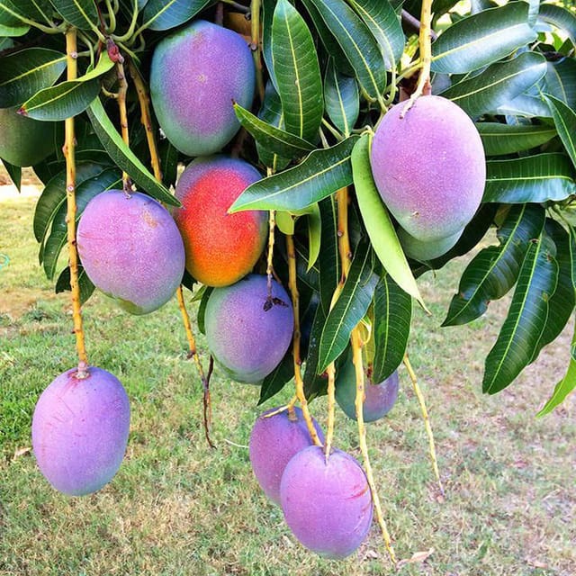 Thailand Purple Mango Aam Grafted Fruit Plant (1.5-3 Feet Height)