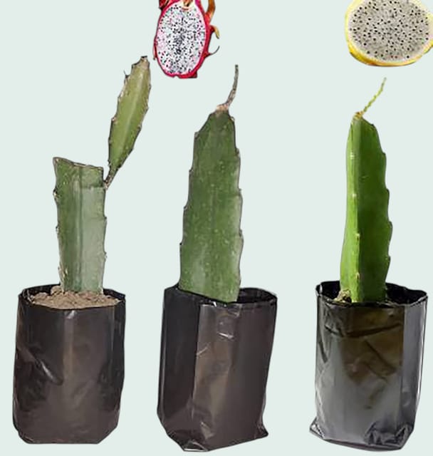 Pink Organic Premium & Elegant Dragon Fruit Plant (8 To 10 Inch) (Pack Of 3)