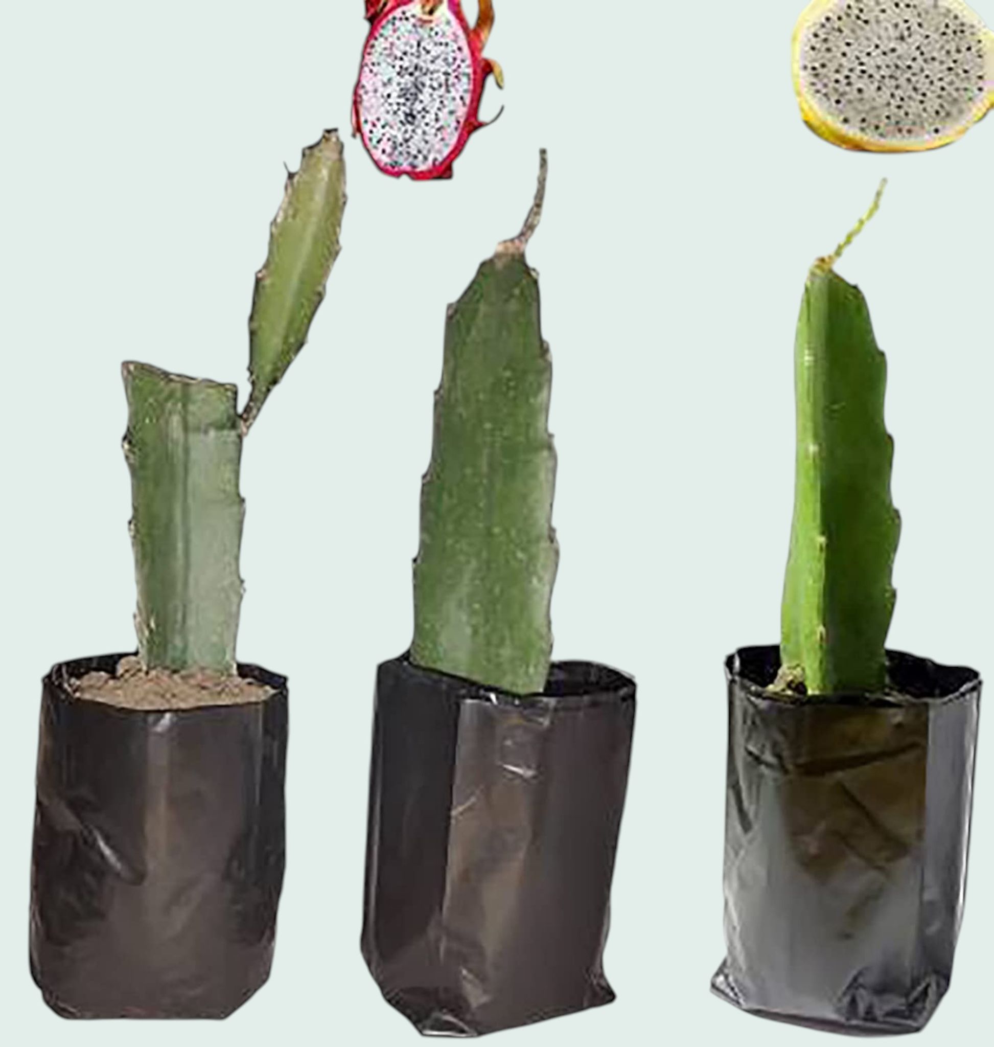 Pink Organic Premium & Elegant Dragon Fruit Plant (8 To 10 Inch) (Pack Of 3)