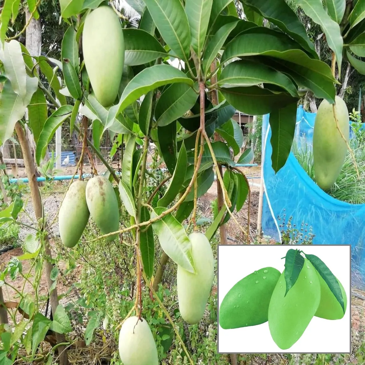 Thai Catimon Katimon All Time Sweet Fruit Mango Aam Grafted Fruit Plant (1.5-3 Feet Height)