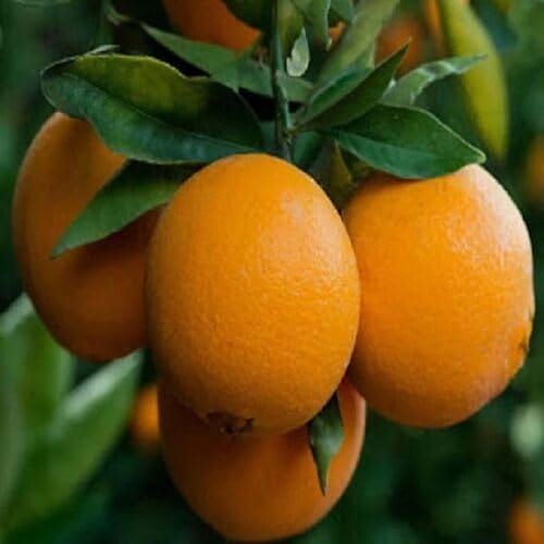 Orange Kinnow Variety santra Fruit Grafted Plant & Tree(1-2 Feet Size)