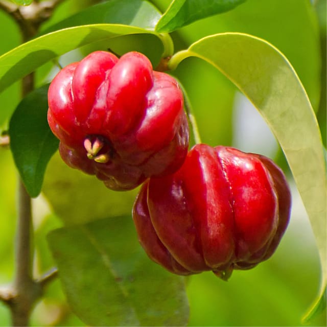 Surinam Cherry Cherries Layering/Grafted Fruit Plant (1-2 Feet Height)