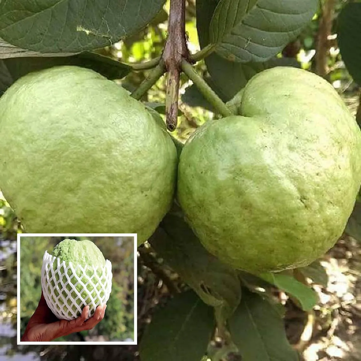 Amrood KG Big size Guava Variety Fruit (Grafted/Air Layering) Plant & Tree(1.5-3 Feet Size)