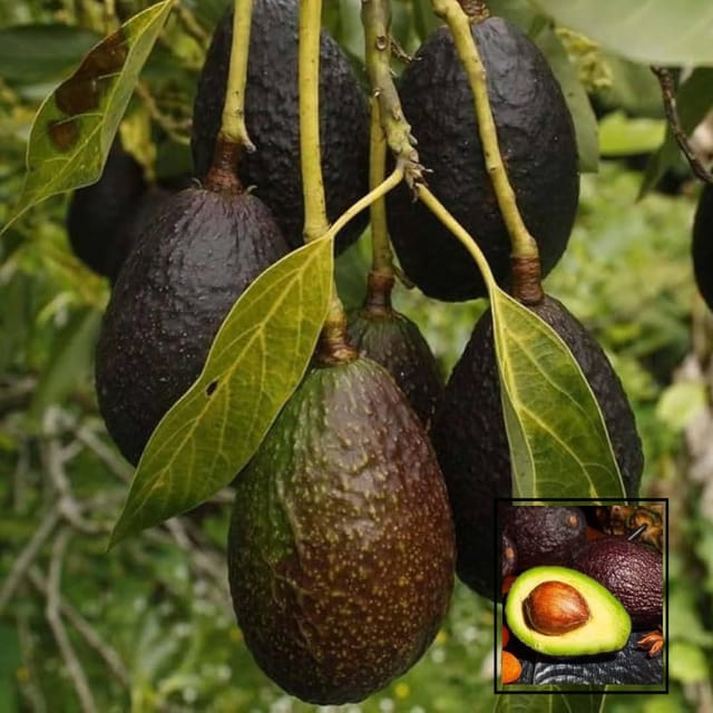 Avocado Lamb Hass variety Butter Fruit Grafted Plants & Tree (1.5-3 Feet Size)