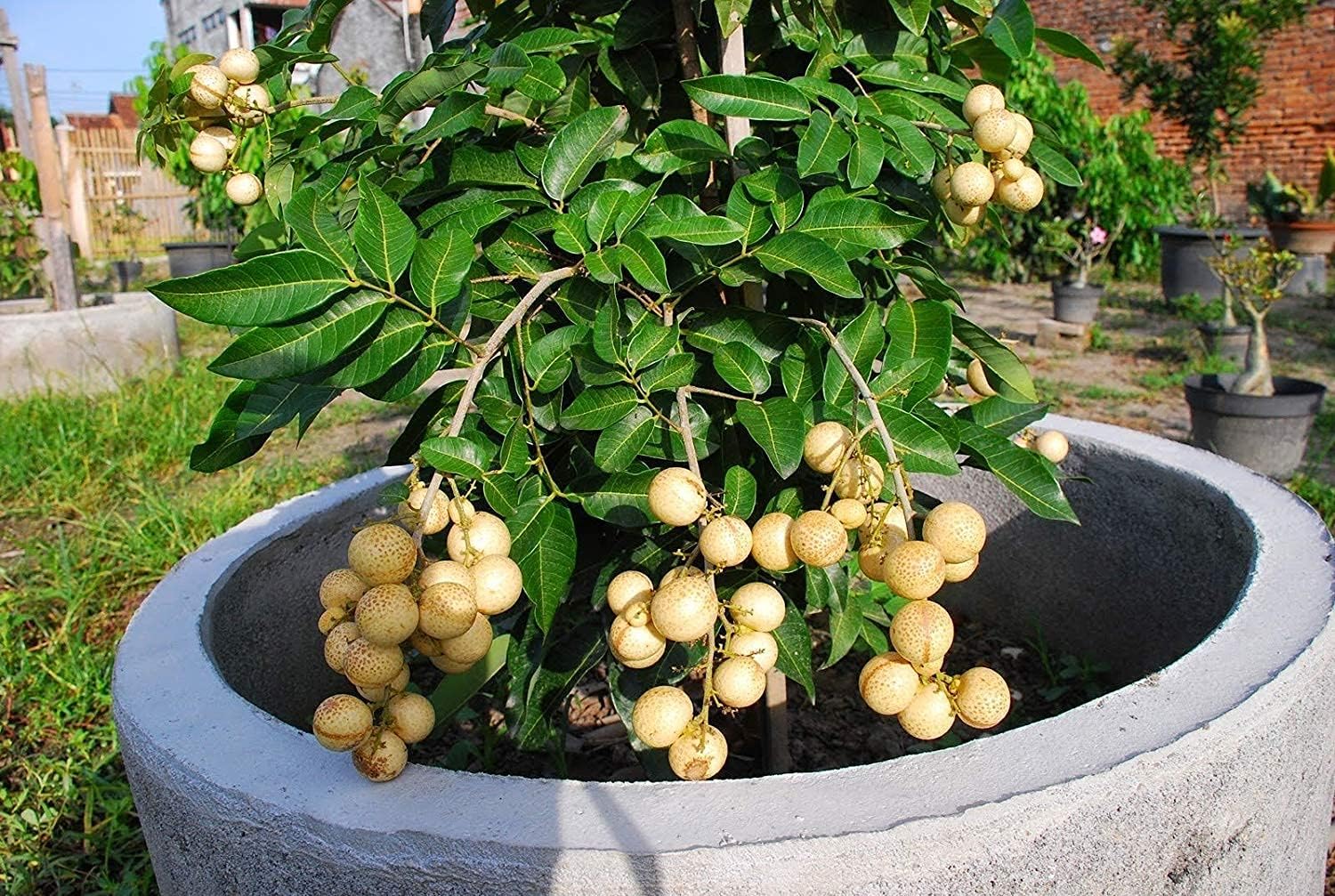 Dragon Eye Longan Grafted Fruit Plants & Tree(1-2 Feet Size