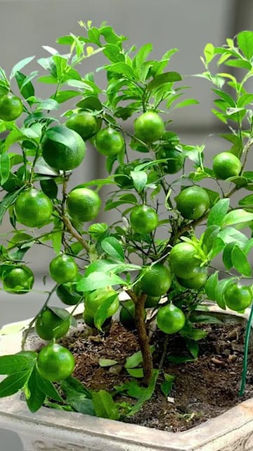 Nimbu Seedless All Time Lemon Variety Fruit (Air Layering/Grafted) Plants & Tree(1-2 Ft Size) Nimbu Seedless All Time Lemon Variety Fruit (Air Layering/Grafted) Plants & Tree(1-2 Ft Size)