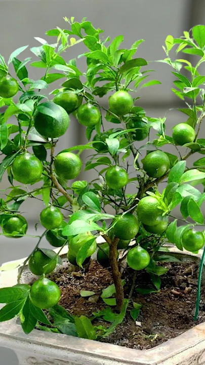 Nimbu Seedless All Time Lemon Variety Fruit (Air Layering/Grafted) Plants & Tree(1-2 Ft Size)